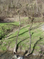 Pianta del salicone, i cui rami sono impiegati per creare cesti, cestelli, canestri, sedie. Pianta del salicone, i cui rami sono impiegati per creare cesti, cestelli, canestri, sedie.