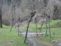 Pianta del salicone, i cui rami sono impiegati per creare cesti, cestelli, canestri, sedie. Pianta del salicone, i cui rami sono impiegati per creare cesti, cestelli, canestri, sedie.